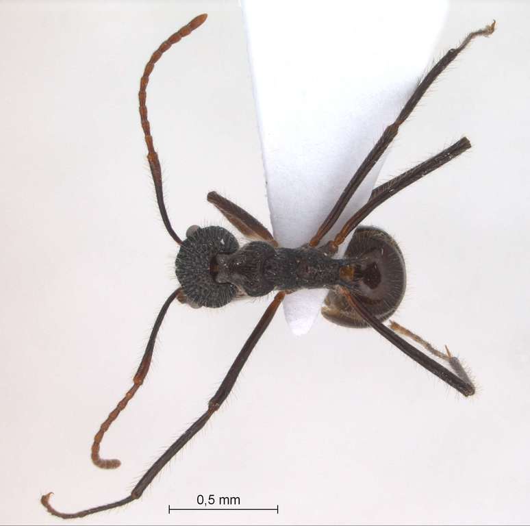 Foto Dolichoderus indrapurensis Forel, 1912 dorsal