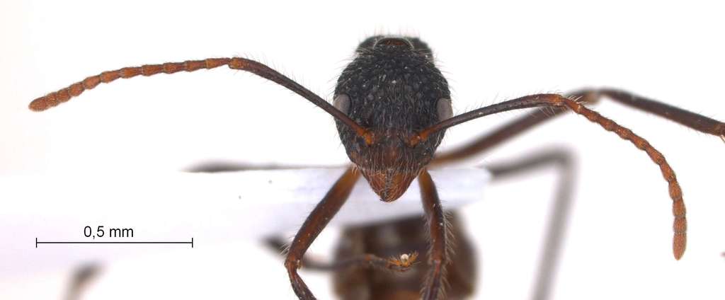 Foto Dolichoderus indrapurensis Forel, 1912 frontal