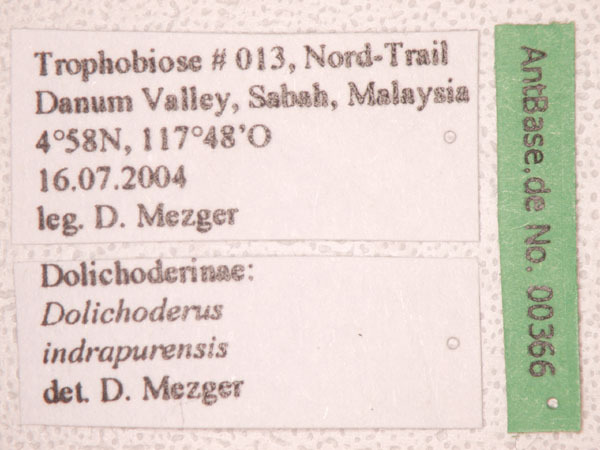 Foto Dolichoderus indrapurensis Forel, 1912 Label