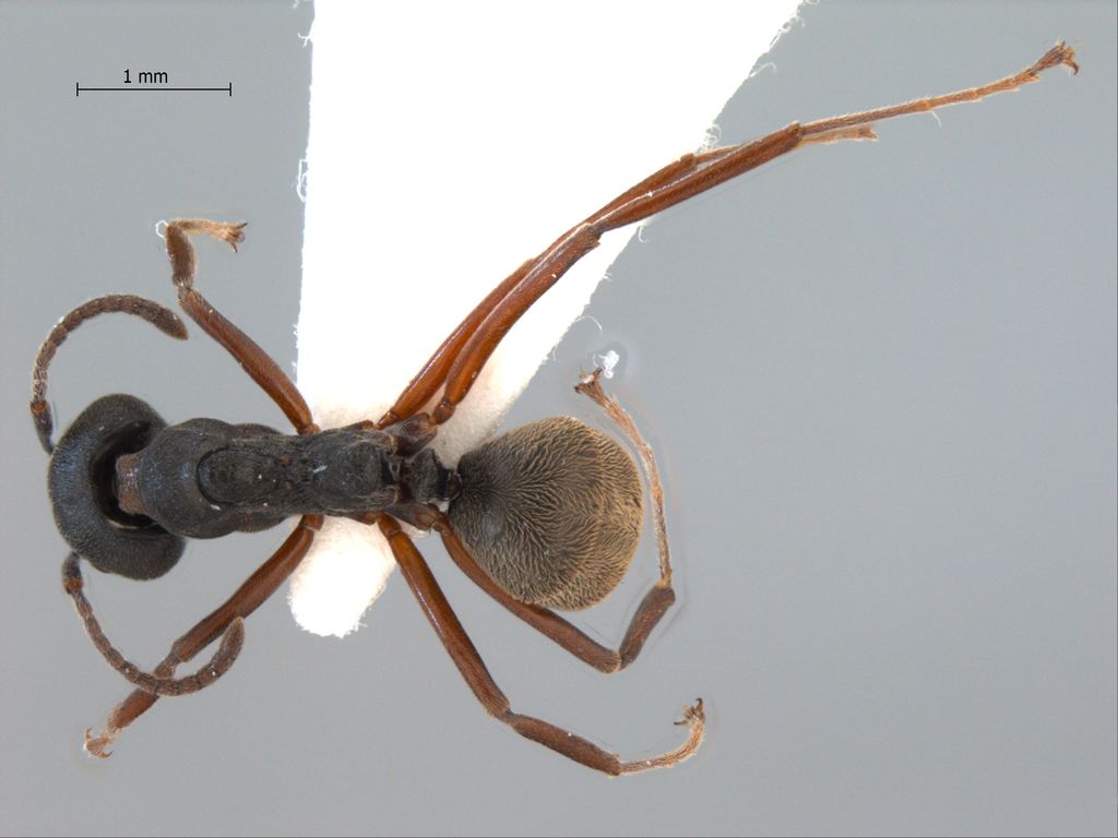 Foto Dolichoderus kinabaluensis Dill, 2002 dorsal