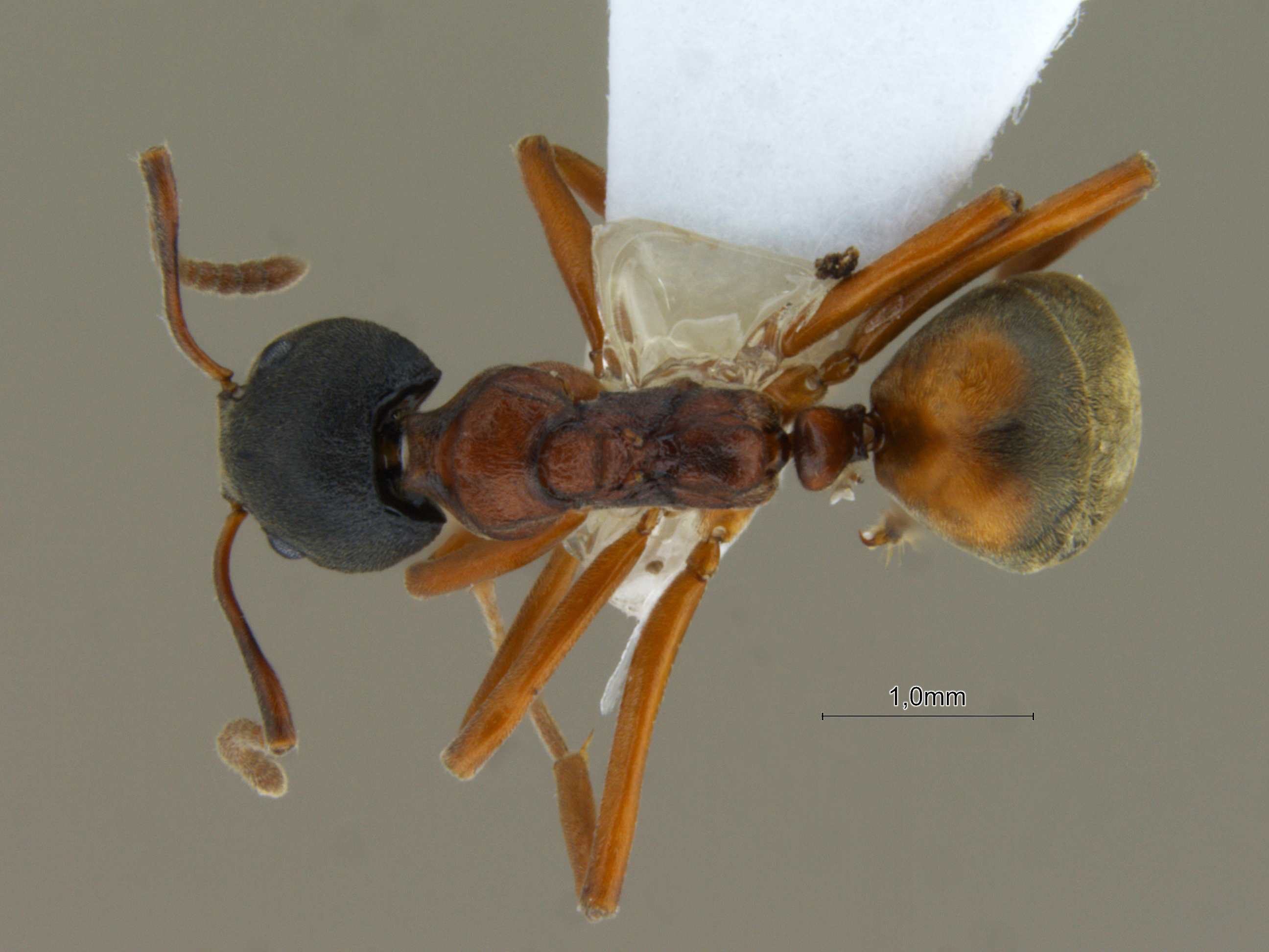 Foto Dolichoderus kinabaluensis Dill, 2002 dorsal