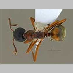 Dolichoderus kinabaluensis Dill, 2002 dorsal