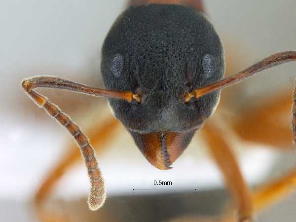 Dolichoderus kinabaluensis Dill, 2002 frontal