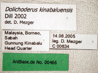 Dolichoderus kinabaluensis Dill, 2002 Label