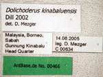 Dolichoderus kinabaluensis Dill, 2002 Label