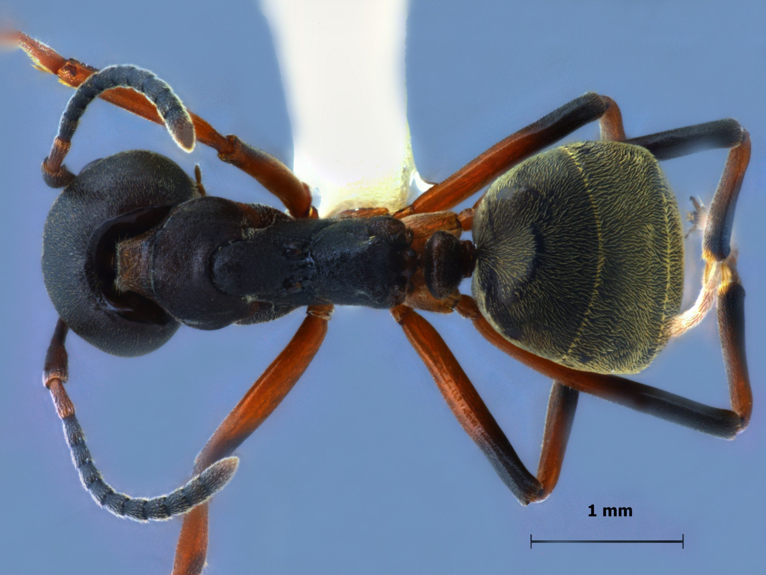 Foto Dolichoderus laotius Santchi, 1920 dorsal