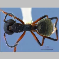 Dolichoderus laotius Santchi, 1920 dorsal