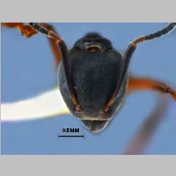 Dolichoderus laotius Santchi, 1920 frontal