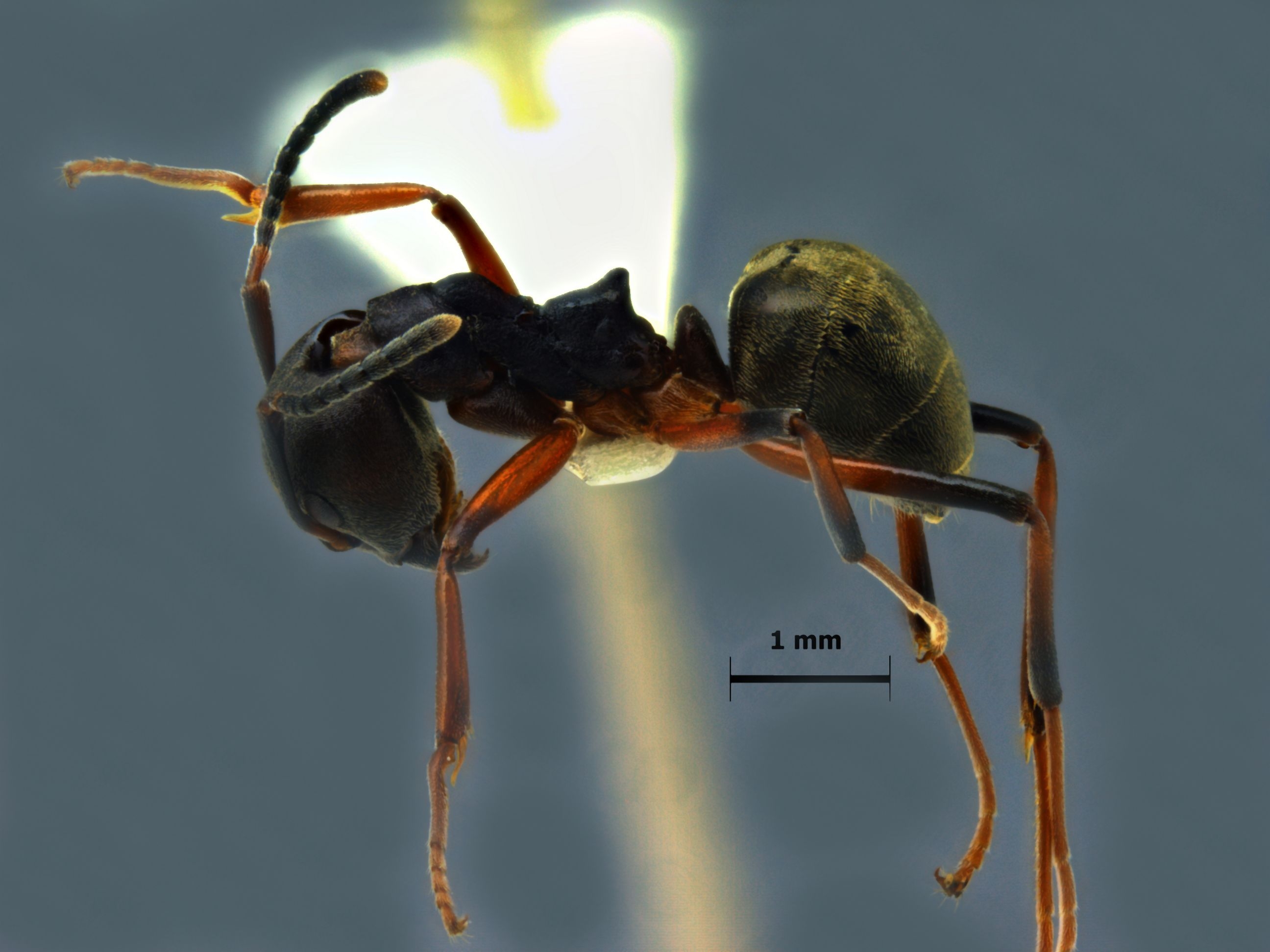 Foto Dolichoderus laotius Santchi, 1920 lateral