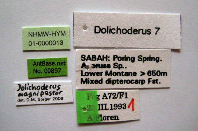 Foto Dolichoderus magnipastor Dill, 2002 Label
