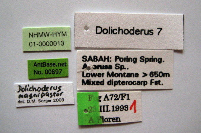 Foto Dolichoderus magnipastor Dill, 2002 Label