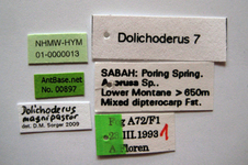 Dolichoderus magnipastor Dill, 2002 Label