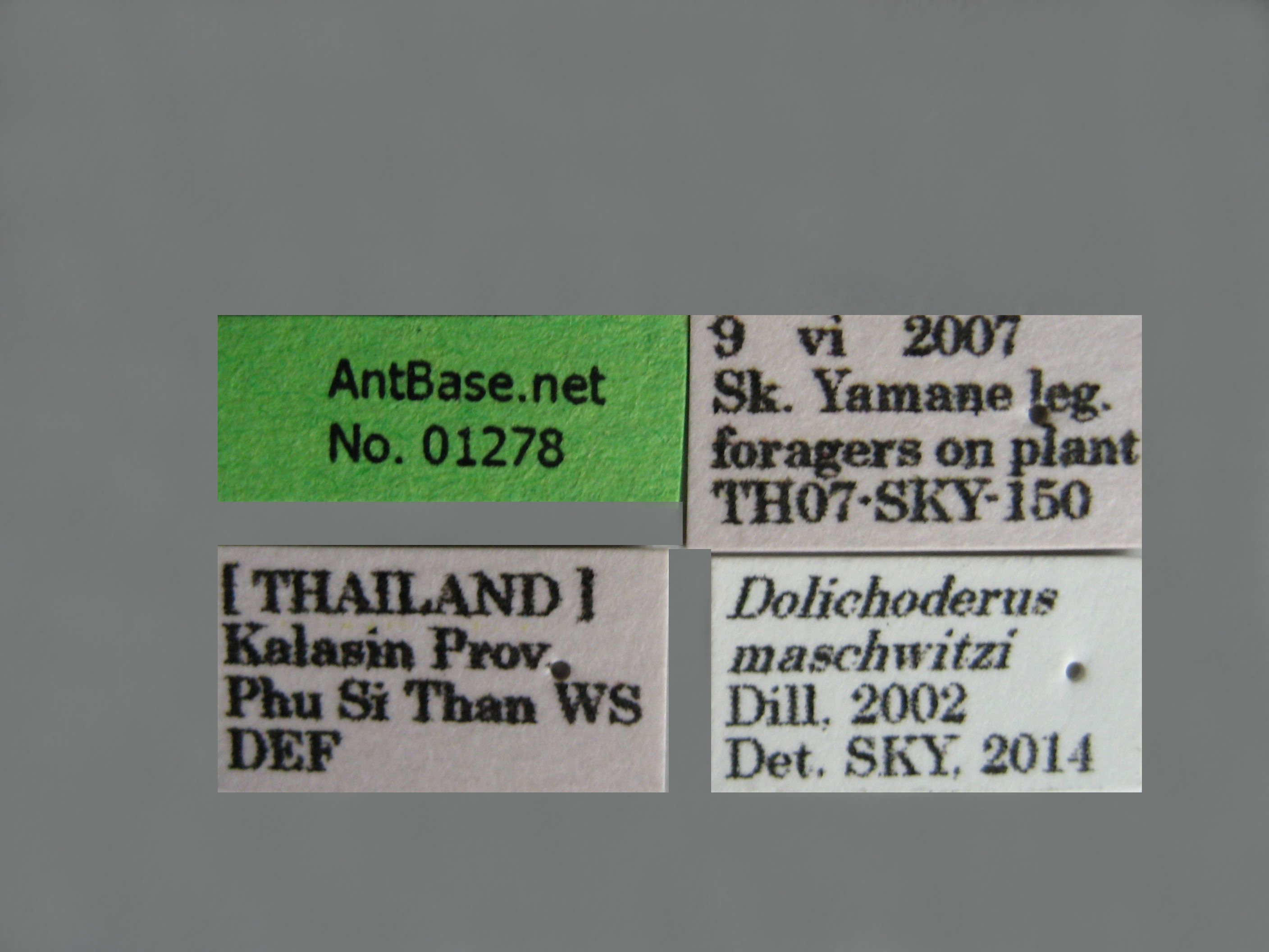 Foto Dolichoderus maschwitzi Dill, 2002 Label