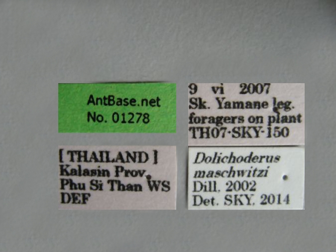 Dolichoderus maschwitzi Dill, 2002 Label