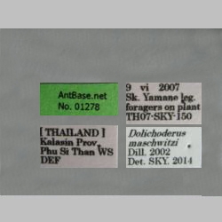 Dolichoderus maschwitzi Dill, 2002 Label