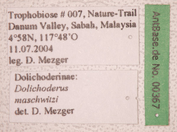 Foto Dolichoderus maschwitzi Dill, 2002 Label