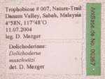 Dolichoderus maschwitzi Dill, 2002 Label