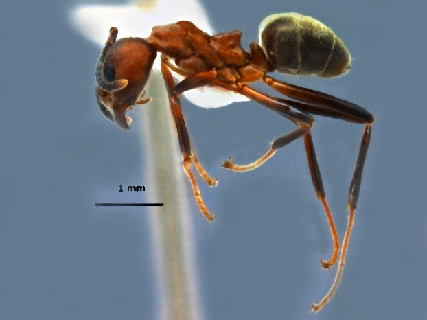 Dolichoderus maschwitzi Dill, 2002 lateral