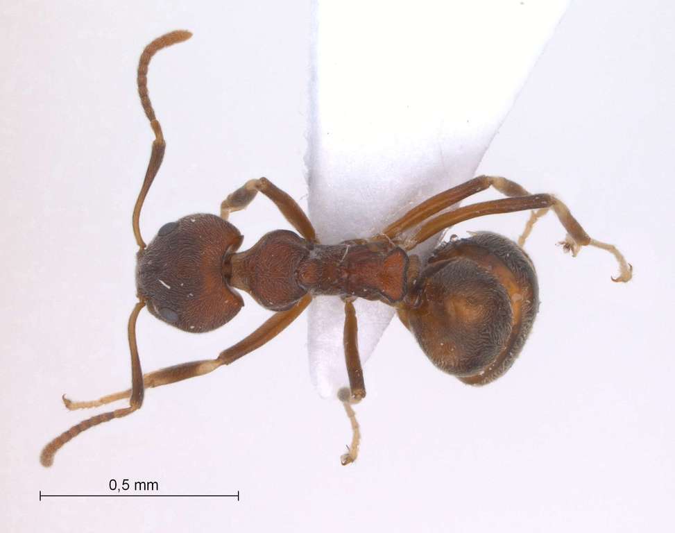 Foto Dolichoderus pastorulus Dill, 2002 dorsal