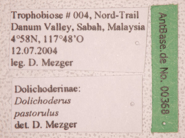 Foto Dolichoderus pastorulus Dill, 2002 Label