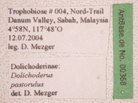 Dolichoderus pastorulus Dill, 2002 Label
