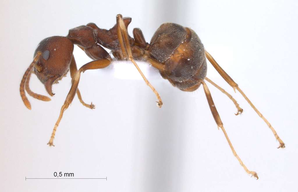 Foto Dolichoderus pastorulus Dill, 2002 lateral