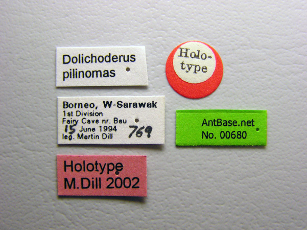 Foto Dolichoderus pilinomas Dill, 2002 Label