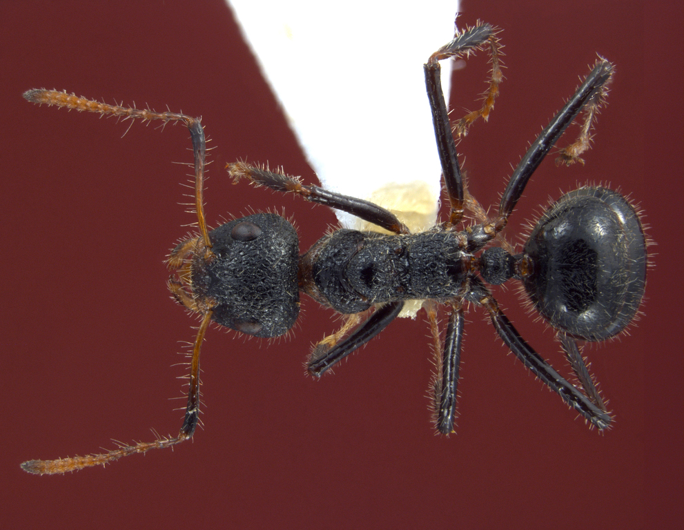 Foto Dolichoderus semirugosus Mayr, 1870 dorsal