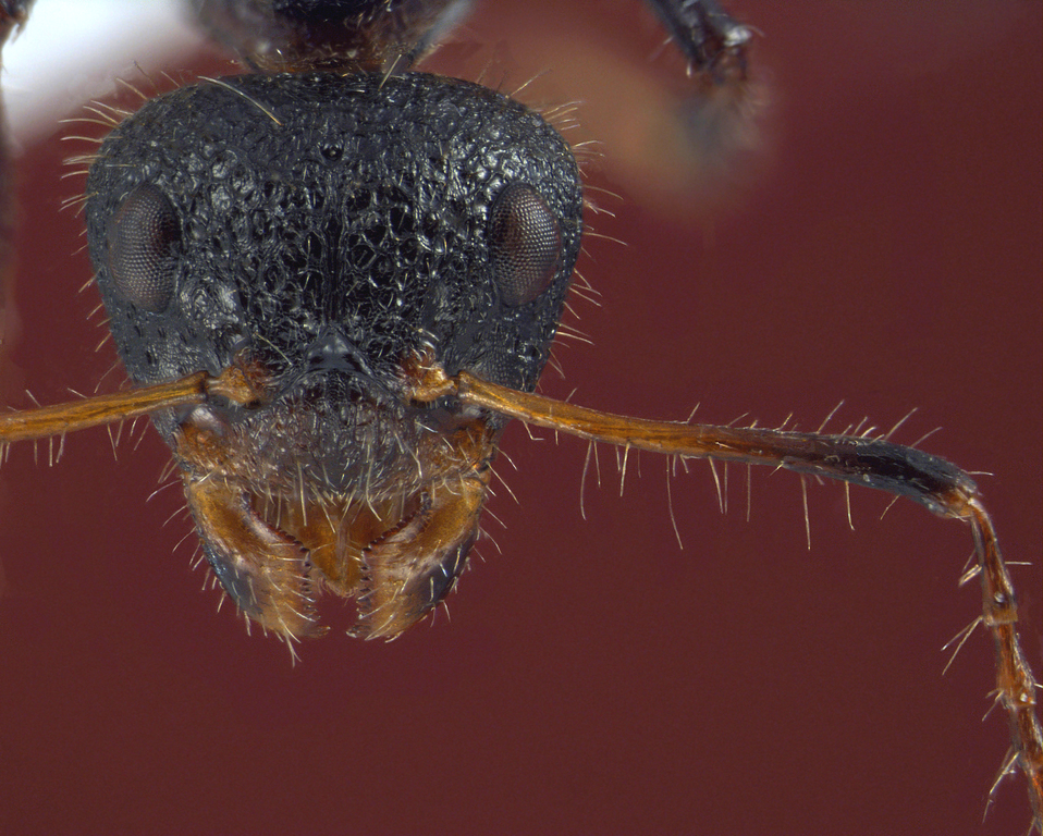 Foto Dolichoderus semirugosus Mayr, 1870 frontal