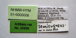 Dolichoderus semirugosus Mayr, 1870 Label