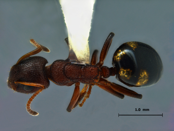 Dolichoderus sibiricus Emery, 1889 dorsal