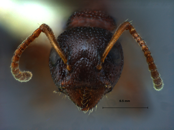 Dolichoderus sibiricus Emery, 1889 frontal