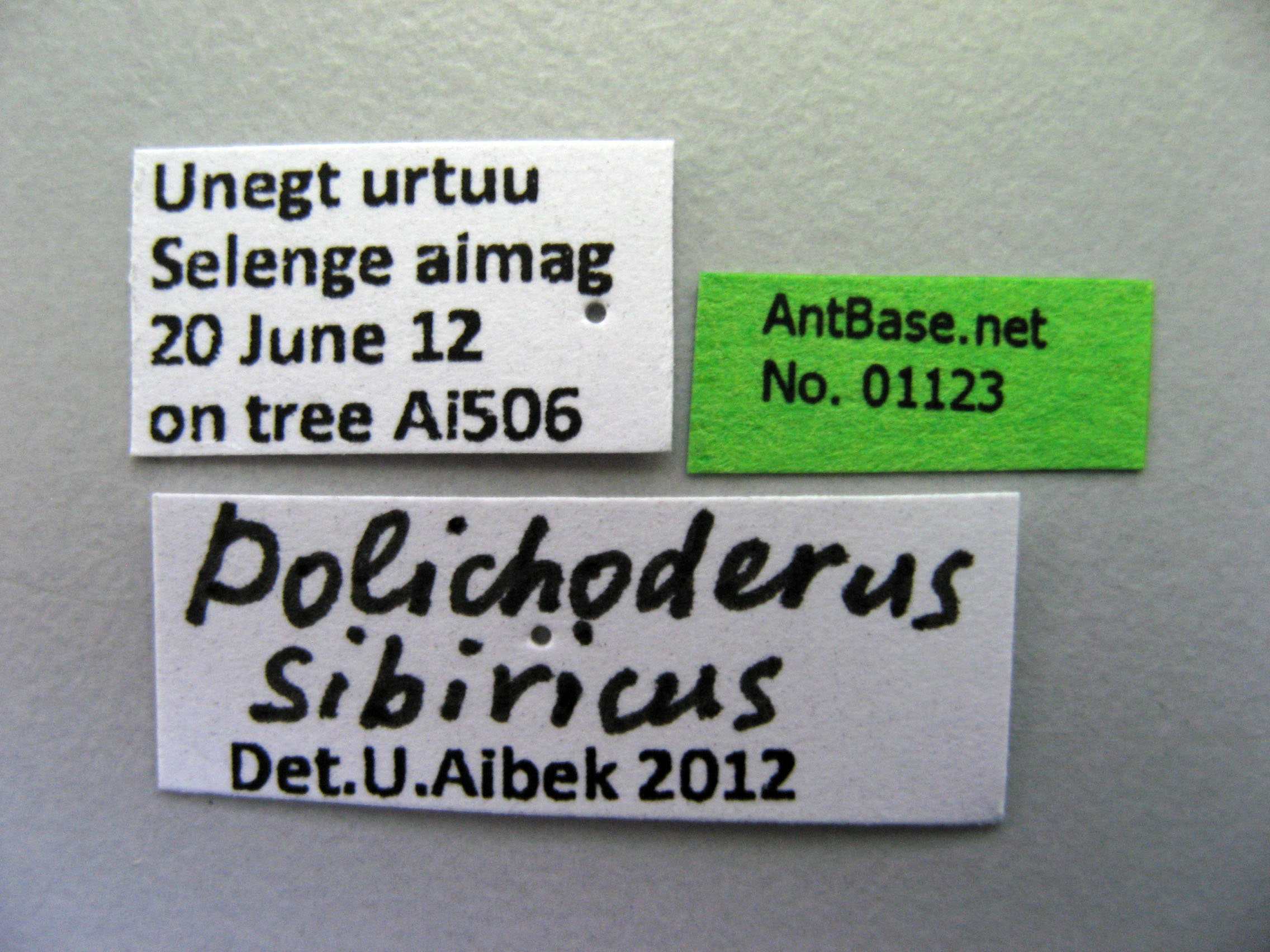 Foto Dolichoderus sibiricus Emery, 1889 Label