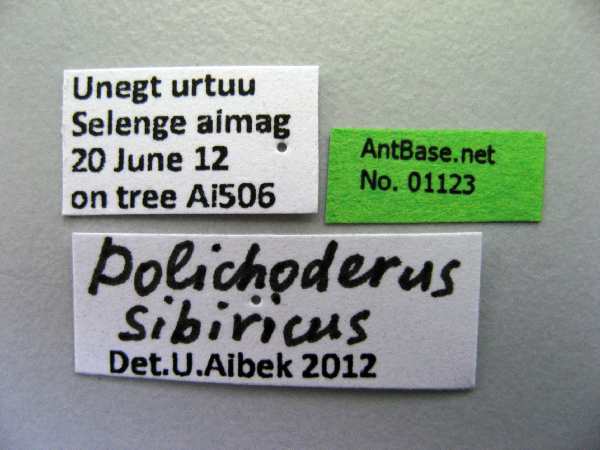 Dolichoderus sibiricus Emery, 1889 Label