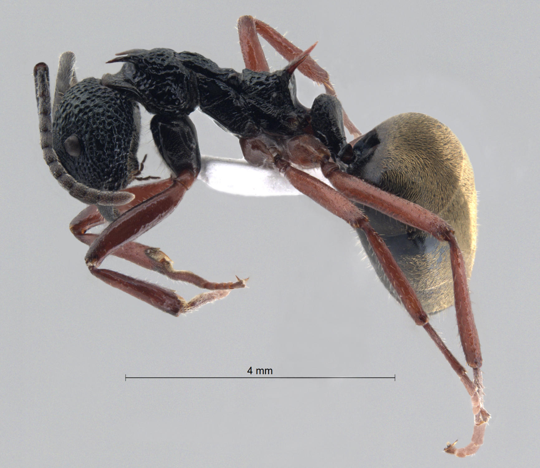 Foto Dolichoderus sp. near scabridus lateral