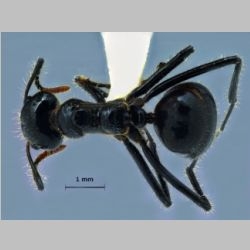 Dolichoderus sulcaticeps Mayr, 1870 dorsal