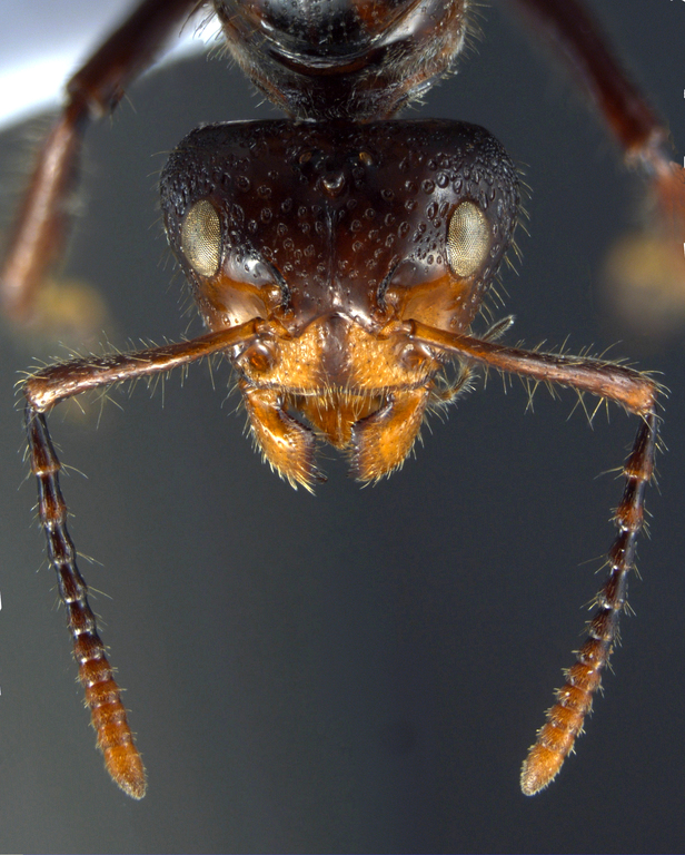 Foto Dolichoderus sulcaticeps Mayr, 1870 frontal