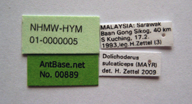 Dolichoderus sulcaticeps Mayr, 1870 Label