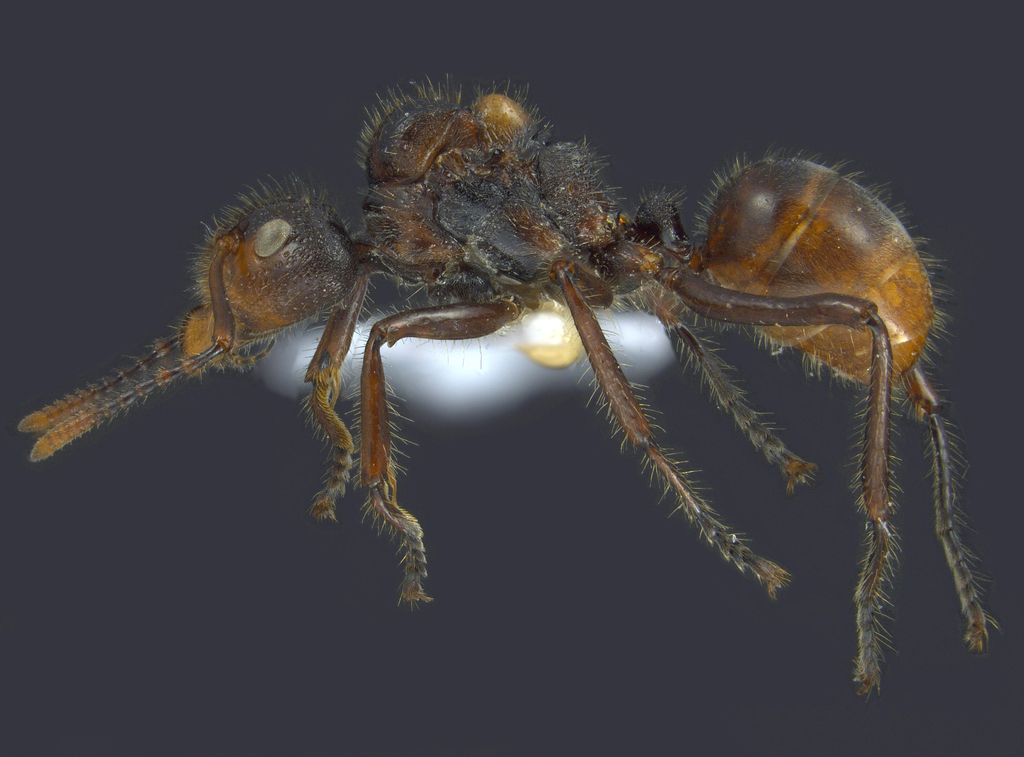 Foto Dolichoderus sulcaticeps Mayr, 1870 lateral