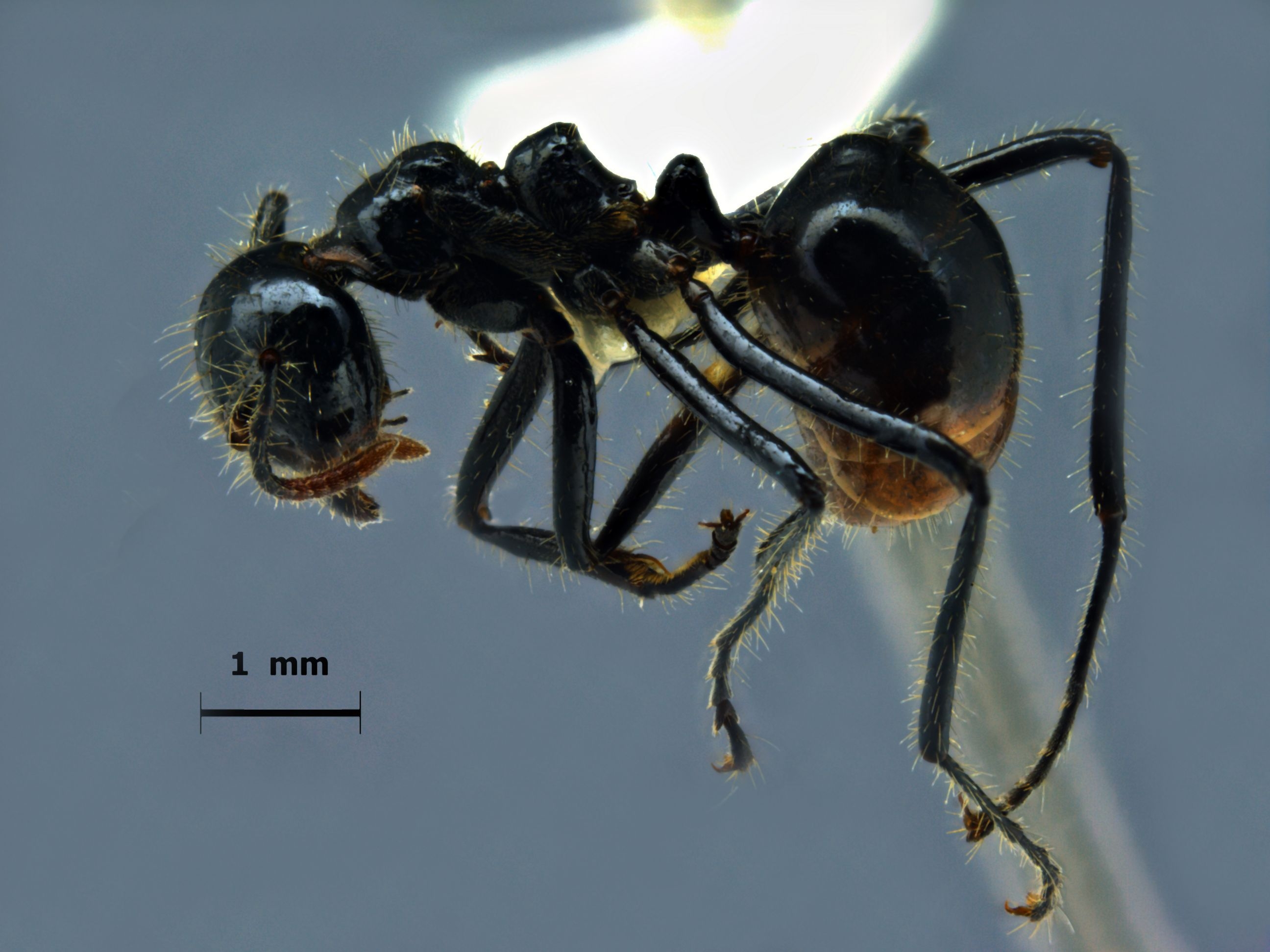 Foto Dolichoderus sulcaticeps Mayr, 1870 lateral