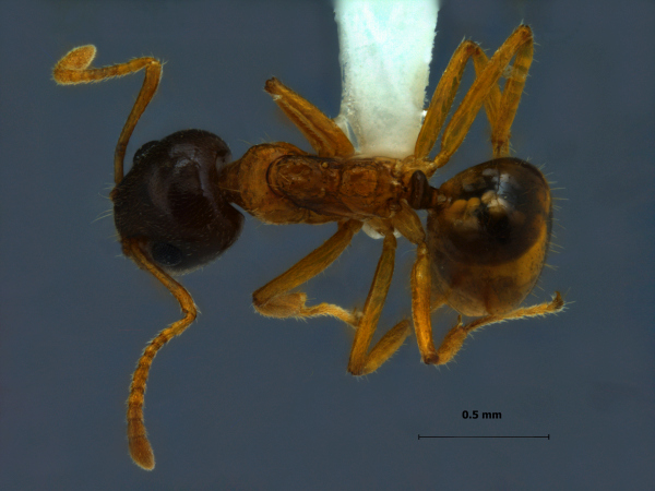 Dolichoderus taprobanae F. Sm dorsal