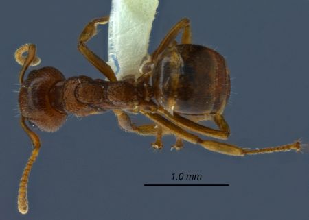 Dolichoderus taprobanae F. Sm dorsal