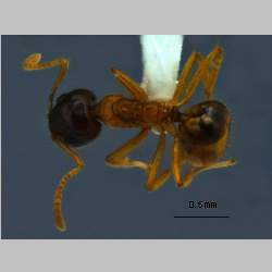 Dolichoderus taprobanae F. Sm dorsal