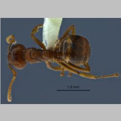 Dolichoderus taprobanae F. Sm dorsal