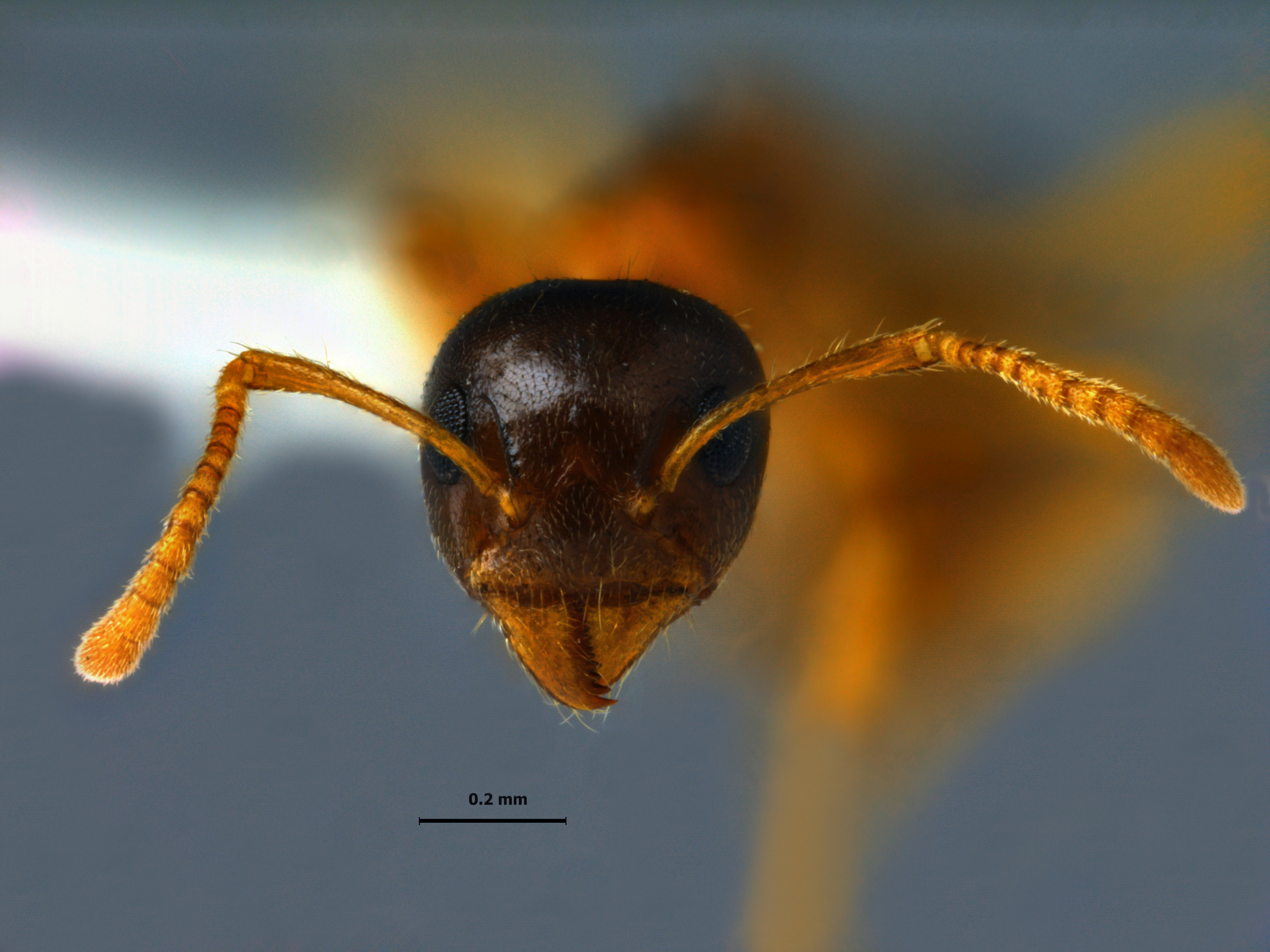 Foto Dolichoderus taprobanae F. Sm frontal