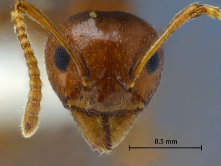 Dolichoderus taprobanae F. Sm frontal