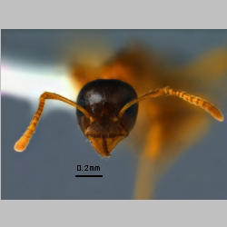 Dolichoderus taprobanae F. Sm frontal