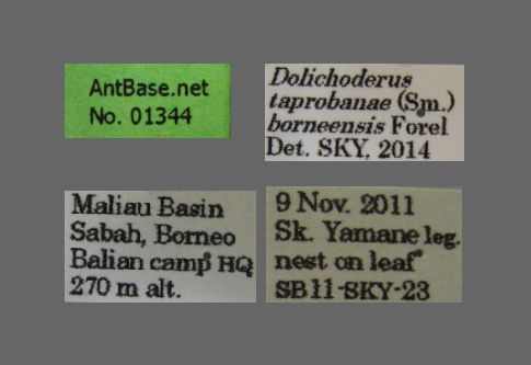 Foto Dolichoderus taprobanae F. Sm Label