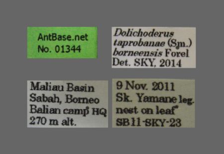 Dolichoderus taprobanae F. Sm Label