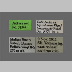 Dolichoderus taprobanae F. Sm Label